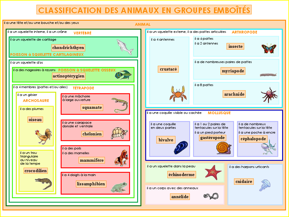 Classification phylogénétique (2)