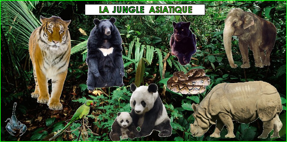 les animaux dans la jungle asiatique