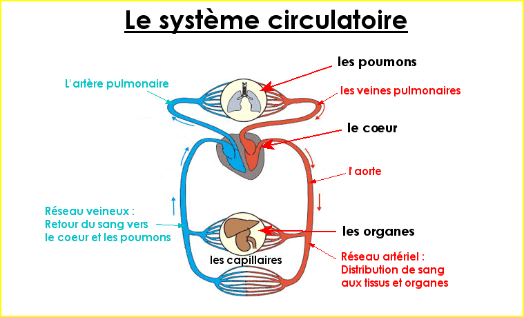 Schéma du système circulatoire