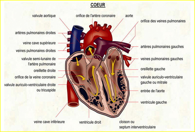 Coupe détaillée du cœur humain et circulation du sang