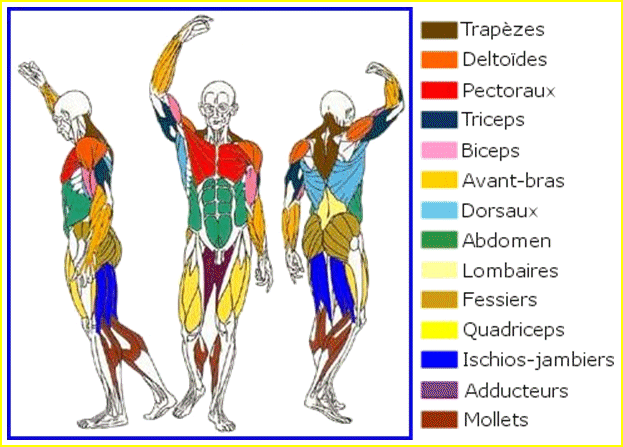 Les principaux muscles du corps