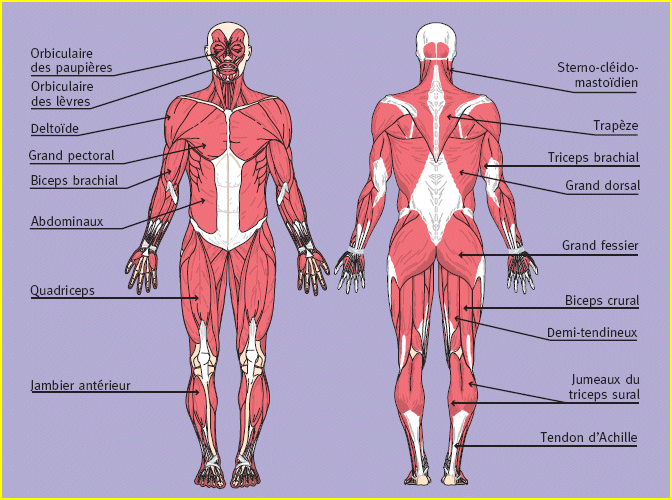 Les principaux muscles du corps humain