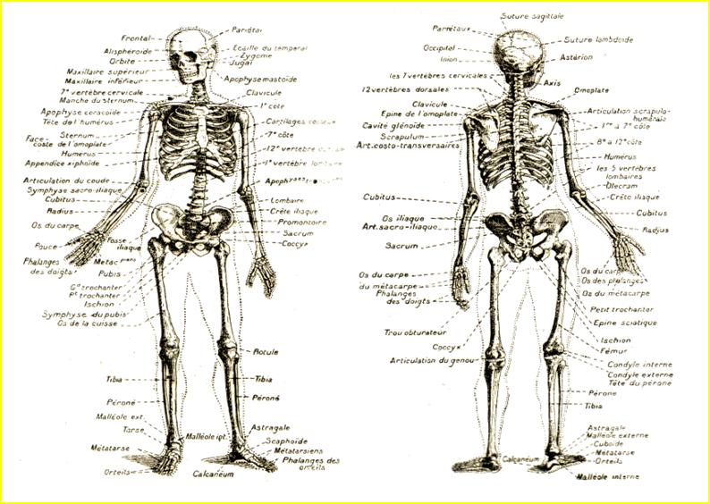 Planche anatomique du squelette humain
