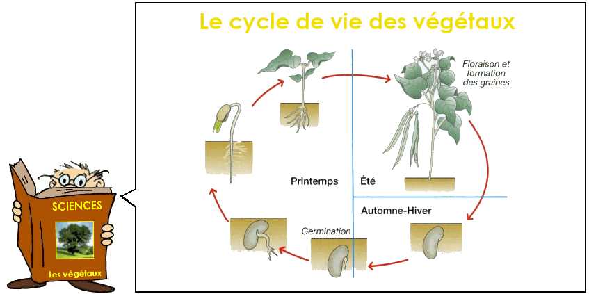 Soutien67 : Sciences - Le cycle de vie des végétaux