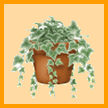 Lien vers les plantes