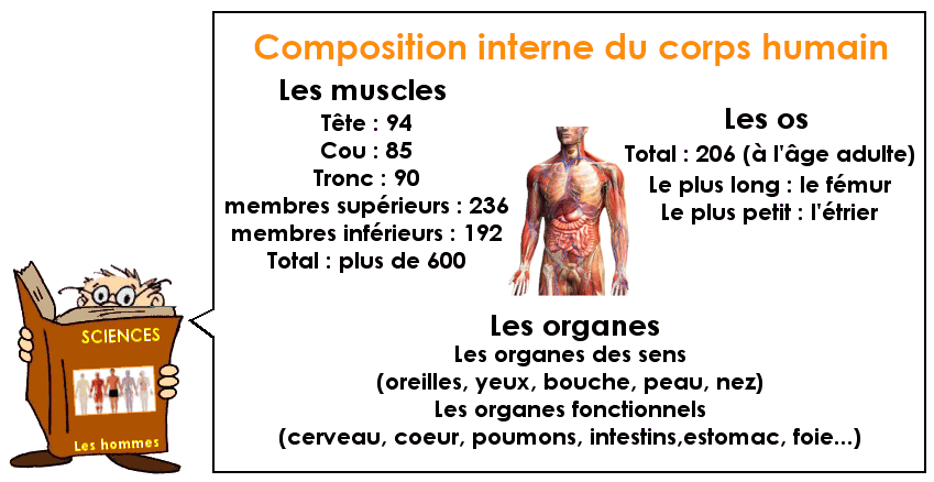 Soutien67 : Sciences - Le corps humain