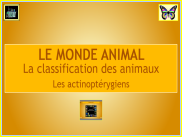 Le monde animal : diaporama - Les actinopterygiens