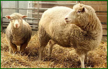 Les inventions de l'Époque Contemporaine : Clonage de la brebis Dolly