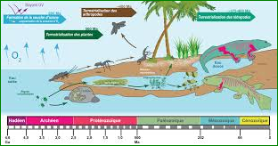 Faune et flore ont conquis la terre ferme