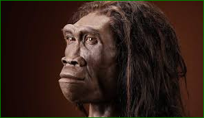 Reconstitution d'un Homo erectus