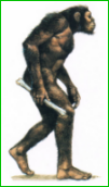 Apparition des premiers hominidés