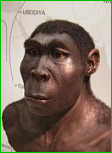 Apparition de l'Homo erectus