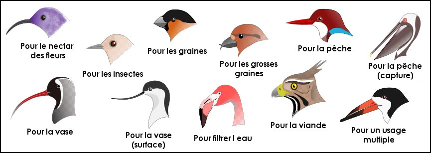 Les différents becs des oiseaux