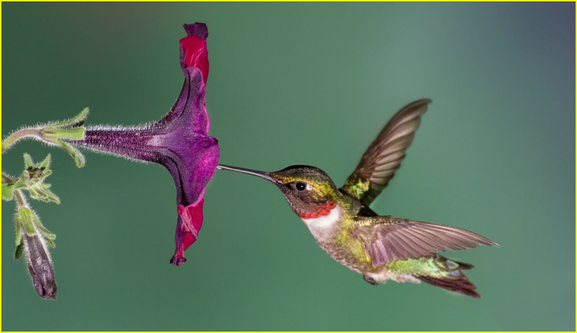 Un nectarivore : le colibri