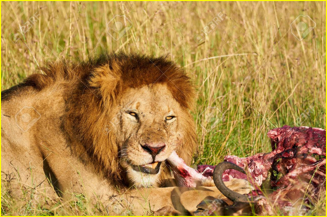 Le lion est un carnivore.