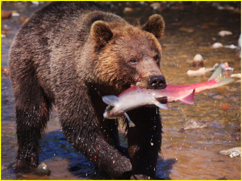 L'ours est un omnivore.