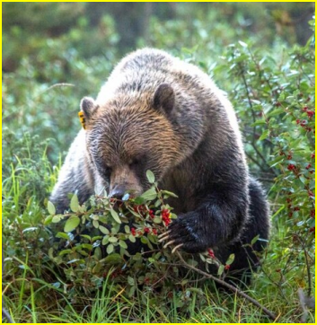 L'ours est un omnivore.