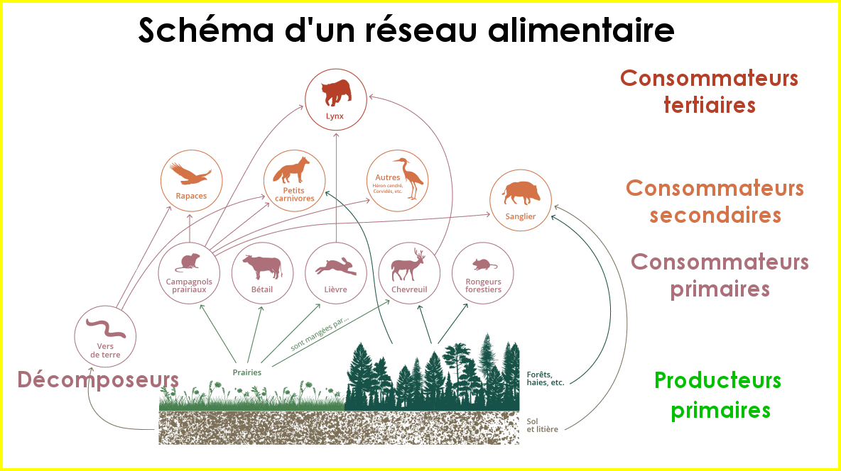 Schéma d'un réseau alimentaire