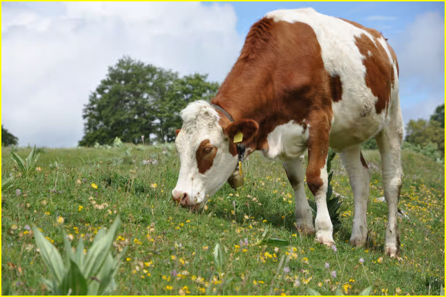 La vache est un herbivore.