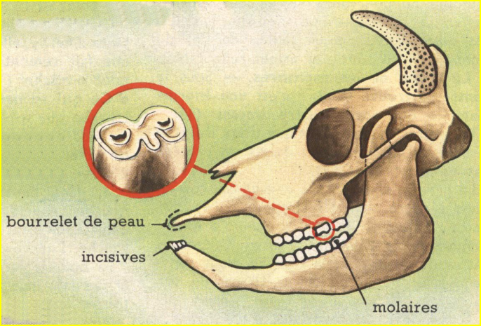 La vache est un herbivore.