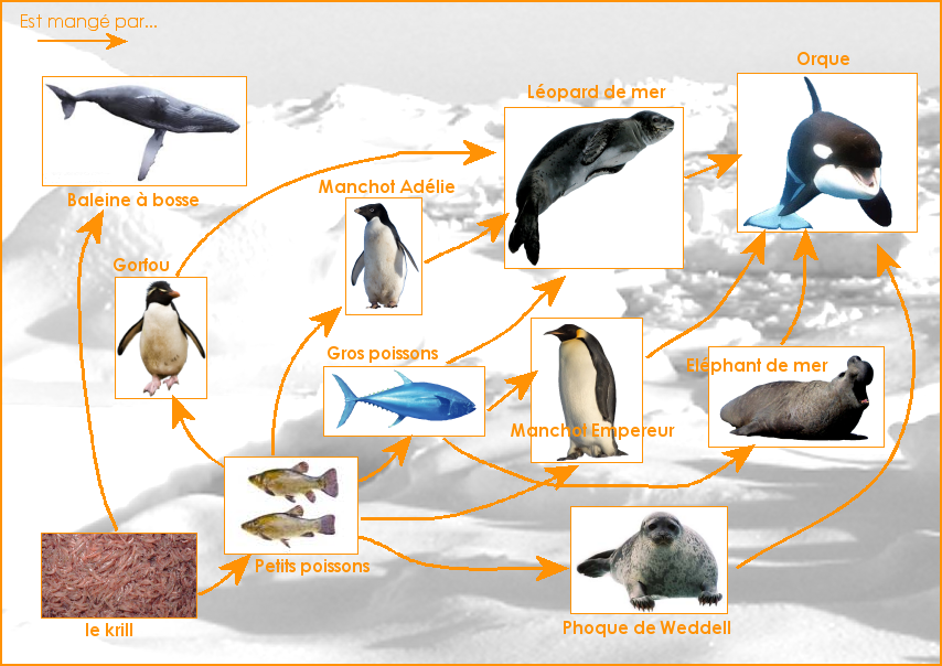 Un réseau alimentaire de la banquise antarctique