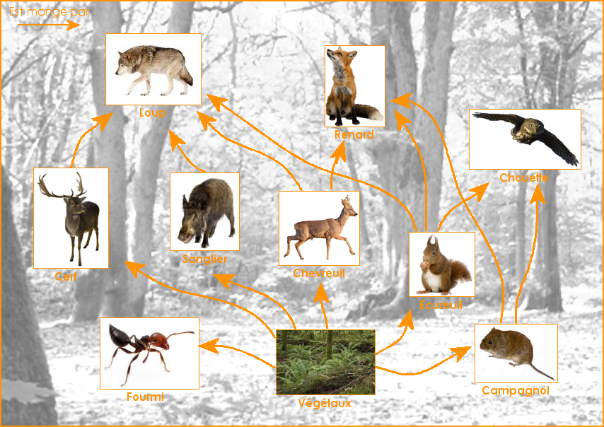 Un réseau alimentaire de la forêt tempérée européenne