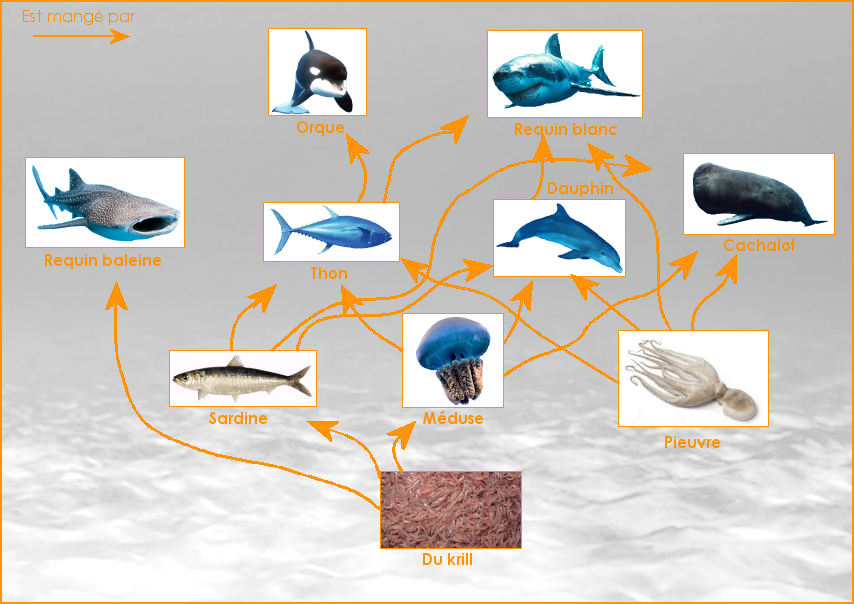 Un réseau alimentaire des océans et des mers