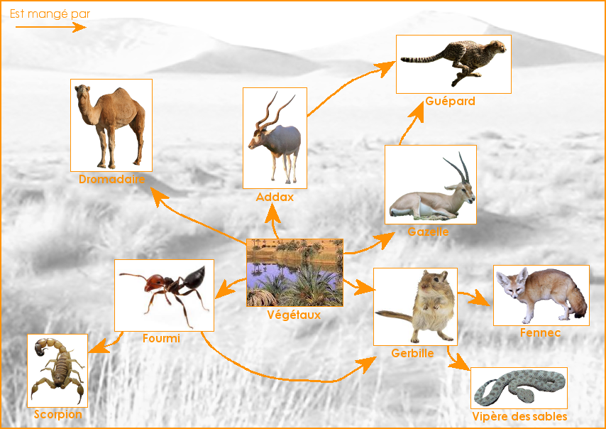 Un réseau alimentaire du désert du Sahara
