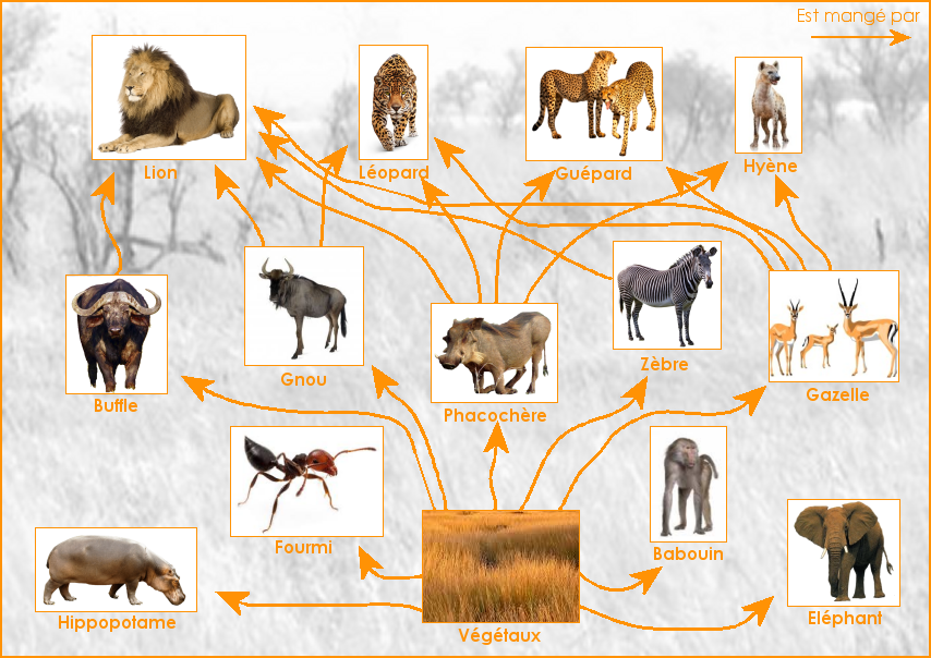 Un réseau alimentaire de la savane africaine