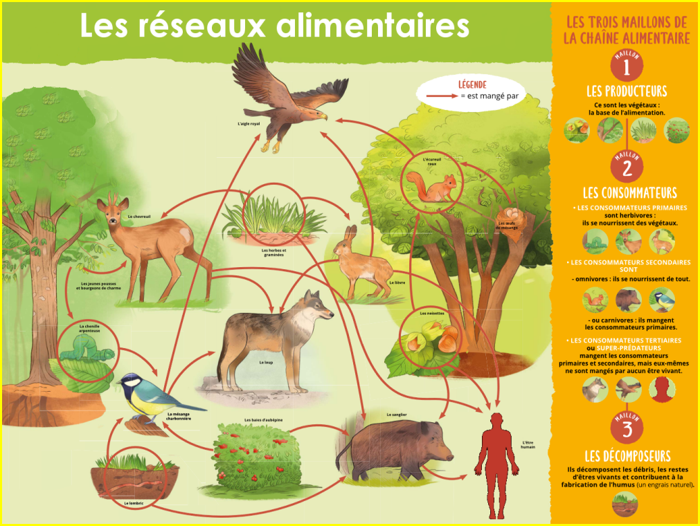 Un réseau alimentaire