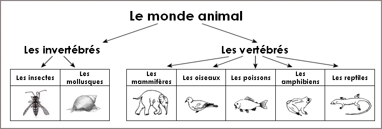 La classification traditionnelle des animaux