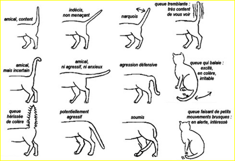 Le langage corporel du chat