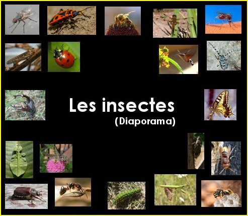 Diaporama : les insectes