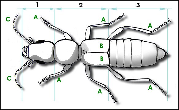 Anatomie des insectes