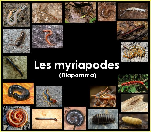 Diaporama : les myriapodes