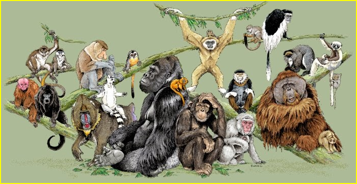 Zoo virtuel : les primates