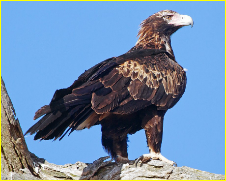 Photo d'un aigle d'Australie