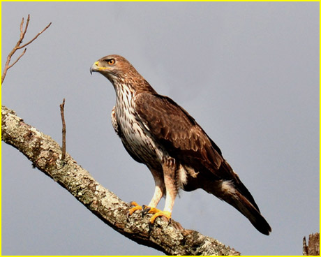 Photo d'un aigle de Bonelli