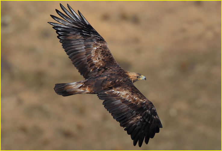 Photo d'un aigle royal en vol