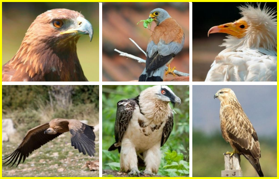 Les rapaces diurnes