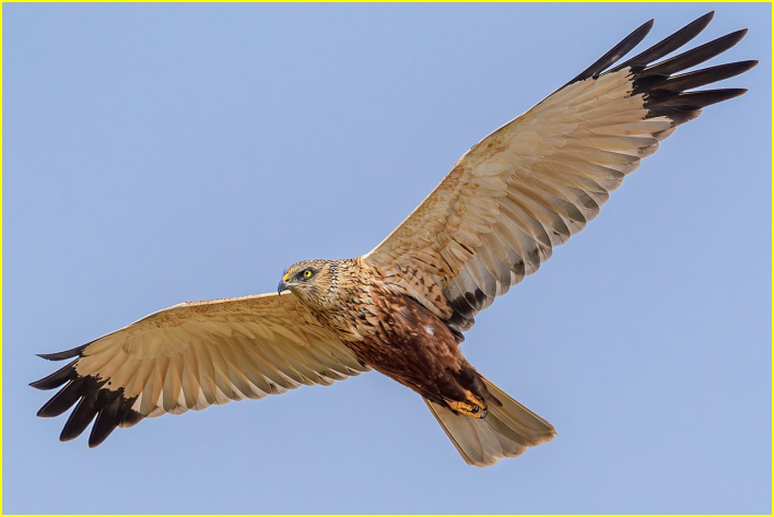 Photo d'un busard des roseaux