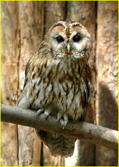 Photo d'une chouette hulotte