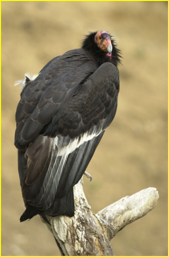 Photo d'un condor de Californie