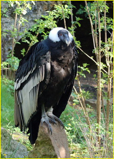 Photo d'un condor des Andes