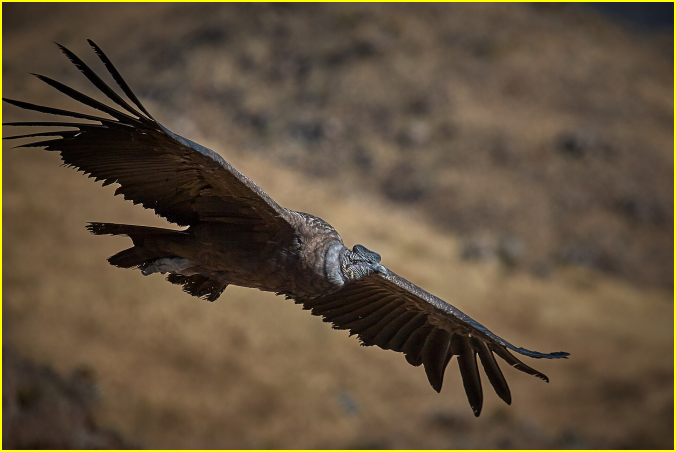 Photo d'un condor des Andes