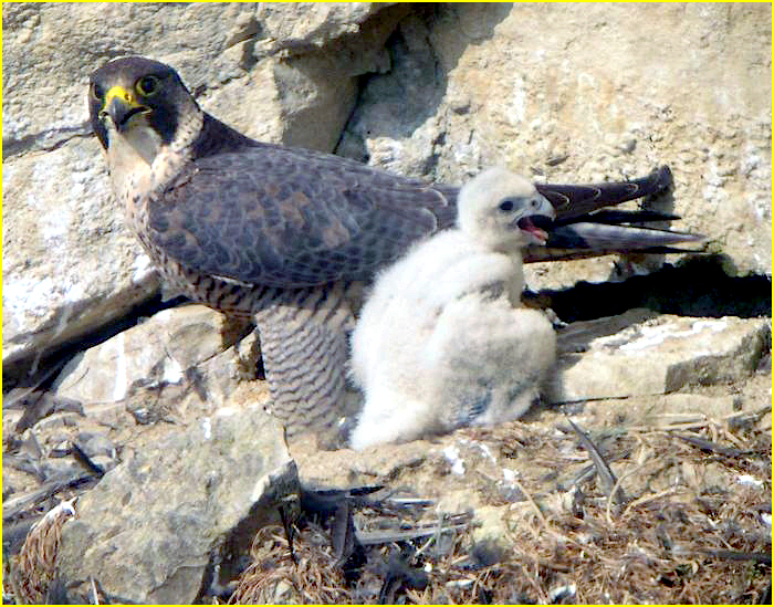 Photo d'un faucon pèlerin