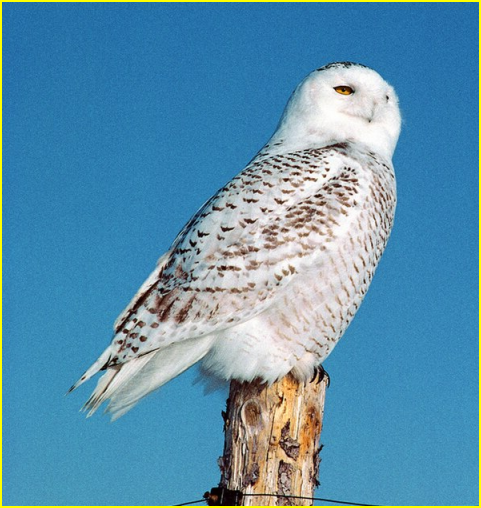 Photo d'un harfang des neiges