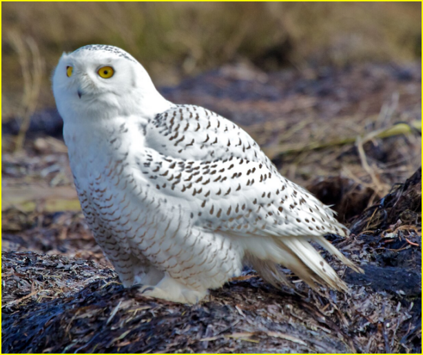 Photo d'un harfang des neiges