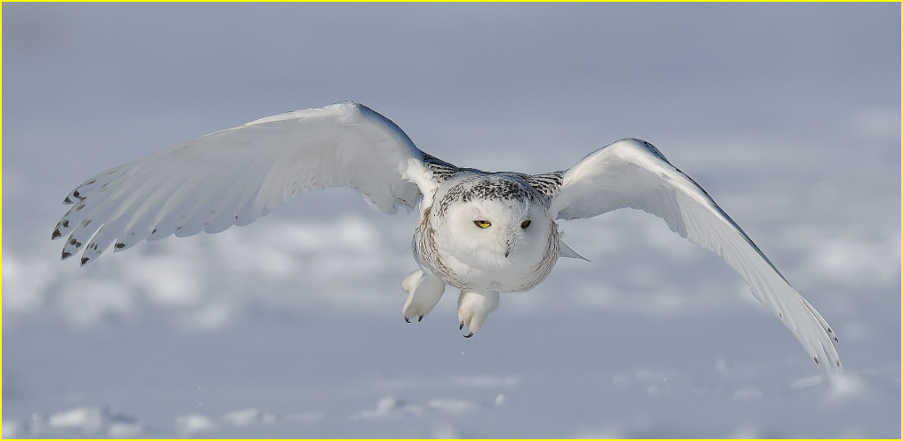 Photo d'un harfang des neiges en vol