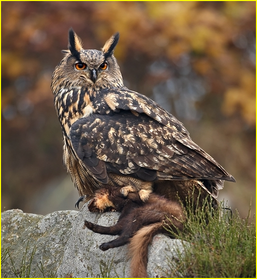 Photo d'un hibou grand-duc